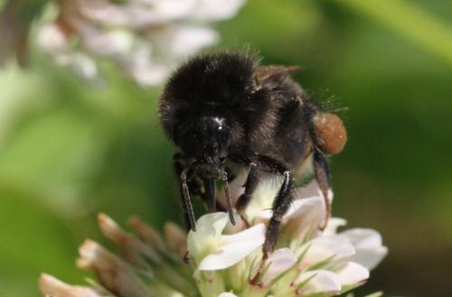Bombus soroeensis soroeensis